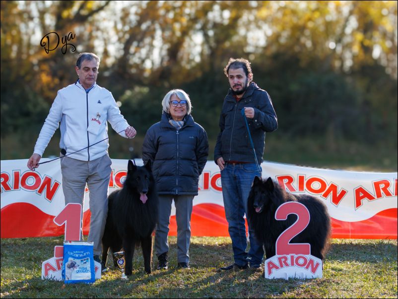 Eleccion mejor macho groenendael.